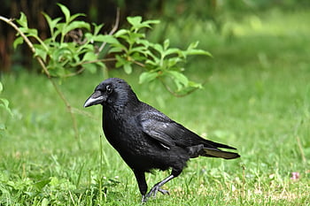 pták, vrána, kavka, vrána vrána, ornitologie, druh, fauna, zvíře, volně žijících živočichů