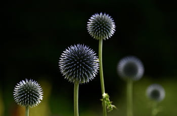 tidsel, blomst baggrund, klostertistel, blomst tapet, plante, vilde plante, sfærisk, natur, bold, sommer, rund