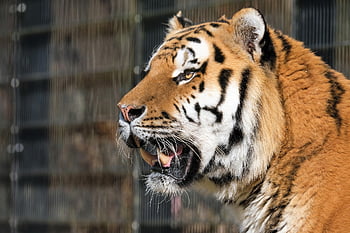 tiger, predator, big Cat, dangerous, animal, nature, wildcat, cat, tiger Head, roar, feline