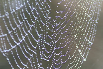 spider web, closeup photo, delicate web, dew drops, gleaming web, Mooroolbark VIC, Australia nature, spider web close-up, dewy web, web details, natural web pattern