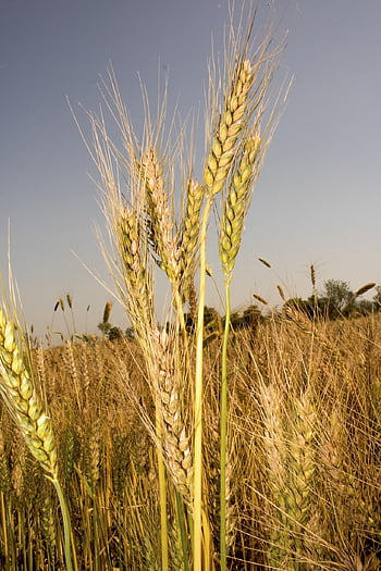 wheat, grain, crop, cer­eal, barley, farmland, farm, agriculture, growth, harvest, land