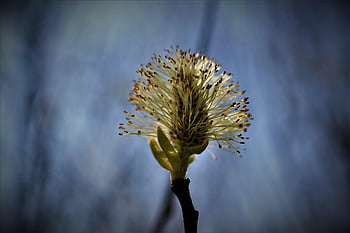 willow catkin, pastvina, podsvícení, modrý, nebe, v neděli, jaro, Příroda, jehnědy, Rostlina vrba, zblízka