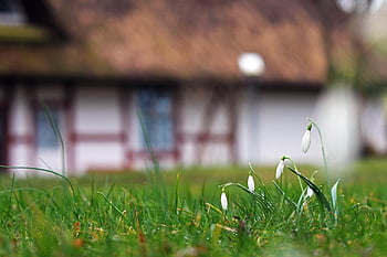 snowdrop, flowers, meadow, plant, bloom, blossom, spring, flower Wallpaper, spring Flower, beginning Of Spring, early Bloomer