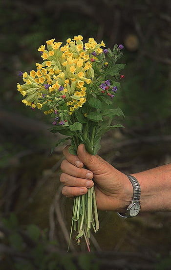 kráva, kytice, krásné květiny, květy, květinové pozadí, květ, petrklíč, Primula officinalis, Prvosenka prvosenka, květinové tapety, jaro