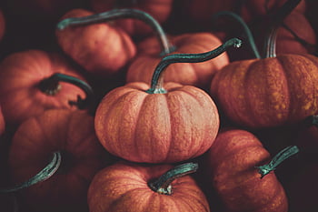 pumpkins, selective focus, vibrant colors, autumn-themed projects, fresh pumpkins, textures, fall harvest, seasonal produce, orange pumpkins, decorative pumpkins, harvest season