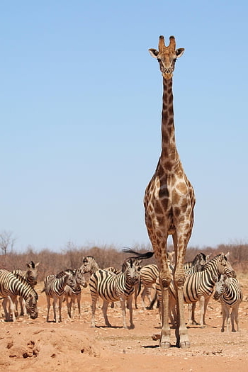 žirafa, zebry, etosha, namibie, Afrika, safari, volně žijících živočichů