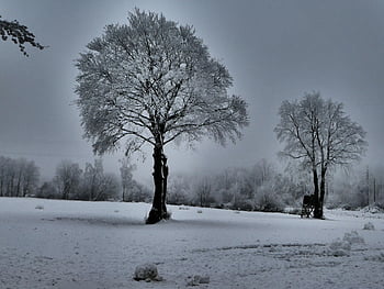 tree, baum, winter, nature, landschaft, landscape, white, outdoors, snowy, frost