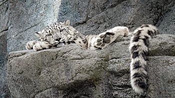 levhart sněžný, zvíře, zoo, velká kočka, Kočkovitý, leopard, savec, Příroda, volně žijících živočichů, fotografování divoké zvěře, dravec