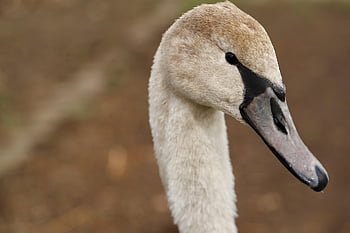 swan, nature, mute Swan, young Swan, water Bird, gooseneck, beak, bird, ornithology, animal