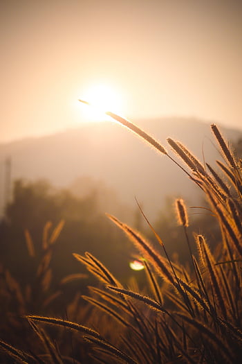 cattails, sunset, backlighting, silhouettes, plants, wild Plants, flora, nature, dusk, twilight, sunlight