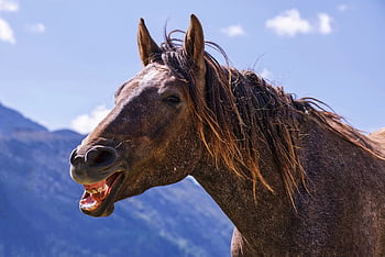 kůň, hnědý kůň, hříva, koňský, hlava, hlava koně, Příroda, živočišného světa, hřebec, savec, volně žijících živočichů
