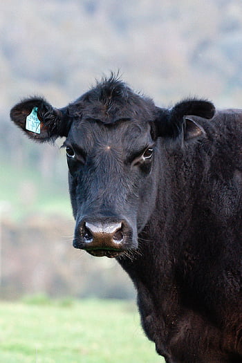 kráva, dobytek, hovězí, černý angus, hospodářských zvířat, zvíře, savec, hospodařit, venkovský, pastvy, zemědělství