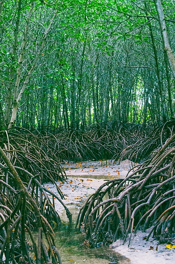 mangrove forest, dense roots, greenery, natural beauty, vibrant mangrove, forest exploration, mangrove roots, tropical forest, coastal ecosystem, wetland environment, mangrove trees