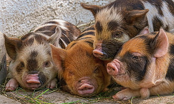 prasátko, prasata, sele, plemeno prase kunekune, baby zvířata, roztomilý, legrační, savec, volně žijících živočichů, zoo, hellabrunn