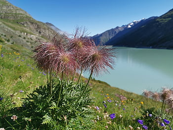 alpské květy, údolí Saas, matná značka, Mattmark Lake, Saas-Grund, saas-poplatek, saas-almagell, Saas-Balen, zimní, sníh, Příroda