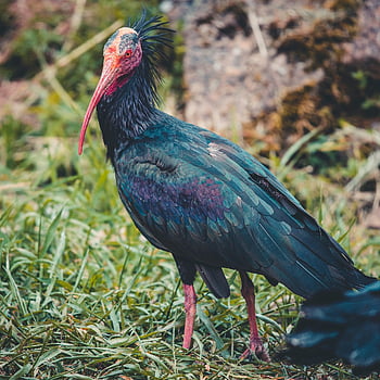 북부 대머리 ibis, 은둔자 이비스, 월 드라 프, geronticus eremita, 따오기, 새, 조류학, 자연, 야생 생물, 동물, 깃