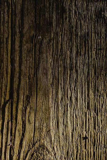 tree trunk, close-up shot, tree bark, rustic texture, natural patterns, detailed view, bark texture, tree detail, natural wood, tree surface, rustic tree