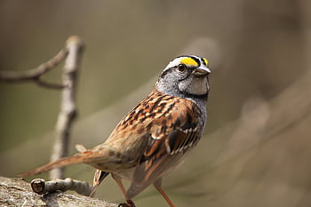 bird, sparrow, songbird, feathers, animal, nature, wildlife
