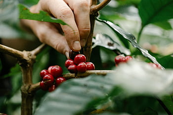 coffee cherries, red berries, green bush, coffee plantation, crop farmer, harvesting, countryside, ripe cherries, hand picking, lush plantation, coffee harvest