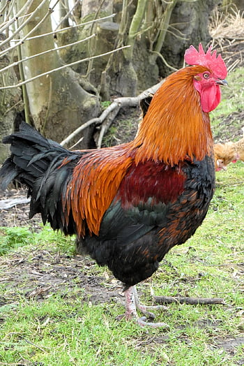 haan, bird, animal, poultry, farm, feathers, plumage, wild Animals, nature, farm Animal, chicken