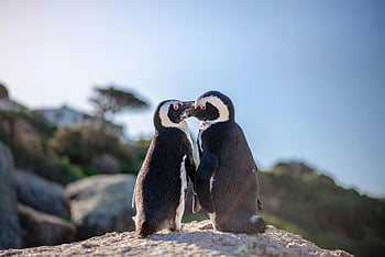 African penguins, Boulders Beach, Cape Town, South Africa, tender moment, couple of penguins, rock, wildlife, nature, beach, penguin couple