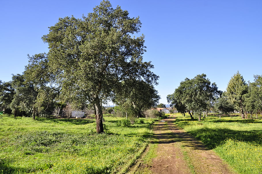Gabriel and Galan village, trees, green grass, dirt path, blue sky, rural landscape, countryside, natural scenery, sunny day, small houses, peaceful setting
