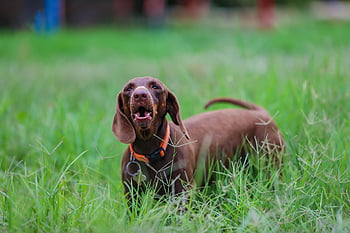dachshund, pet, dog, puppy, green, grass, canine, nature, animal, playful, love