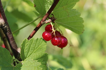 rybíz, bobule, ovoce, jídlo, sklizeň, vitamíny, zralý, zdravý, organický, vyrobit, čerstvý