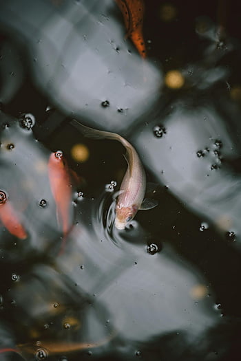 koi ryby, oranžový a bílý koi kapr, Reflexní rybník, Jemné vlnky, klidná scéna, plavání koi, vodní hladiny, rybník ryb, vodní život, fotografování přírody, ryby ve vodě