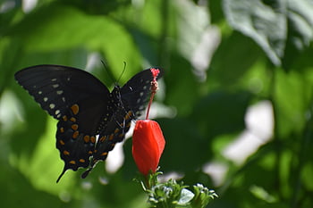 πεταλούδα, spicebush καταπίεση, όμορφη ταπετσαρία, ταπετσαρία hd, γονιμοποίηση, έντομο, mac ταπετσαρία, κήπος, ταπετσαρίες παραθύρων, άνοιξη, άγρια ​​ζωή