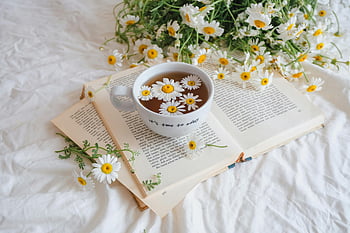 natürmort, chamomiles, kitap, Çay bardağı, papatya çiçeği, açık kitap, Rahat Natürmort, Papatya çayı, çiçek natürmort, okuma, gevşeme