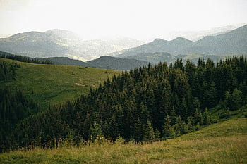 zöld fák, zöld füves területen, buja örökzöld erdő, dombok, hegyvidéki régió, nyugodt kilátás, természeti táj, szabadtéri táj, lomb, erdős dombok, hegyi kilátás
