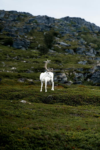 white reindeer, rocky hills, Norway, natural beauty, majestic animal, wildlife photography, arctic landscape, reindeer in nature, scenic view, outdoor scene, wildlife in Norway