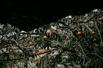 persimmon tree, ripe fruits, round orange fruits, moody scene, rustic scene, fall season, autumn fruits, tree branches, orange persimmons, natural setting, outdoor photography