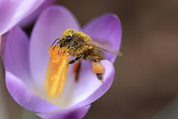 včelí med, včela, opylování, pyl, opylit, tyčinek, okvětní lístky, krokus, hmyz