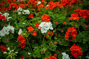 blooming geranium flowers, close up geraniums, vibrant red geraniums, white geraniums, lush garden, summer flowers, geranium blooms, red and white geraniums, flourishing geraniums, garden geraniums, summer garden