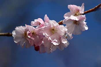 higan Cherry, flowering Branch, spring, prunus Subhirtella, blooming Branch, petals, pink Flowers, blossom, bloom, bud, spring Awakening
