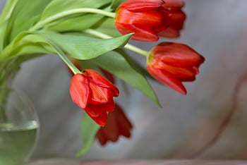 tulips, flower, spring, ostrich, red Flowers, flower Wallpaper, petals, tulip Bouquet, beautiful Flowers, flower Background, nature