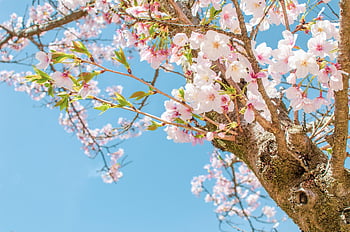 tree, nature, sakura, cherry Blossom, pink, blossom, spring, cherry, bloom, japan