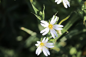 virágok fű, Stellaria, csillagfény, fehér, dianthus, virág, virágzás, növényvilág, tavaszi, vadon élő növény, vadvirág