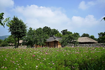 kosmos, květ, Korea, tradice, Soul, tradiční, kultura, květinové pozadí, Příroda, jaro, cestovat