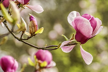 magnolias, nature, spring Greeting, spring Awakening, blooming, flower Wallpaper, garden, pink, beautiful, atmospheric, mood