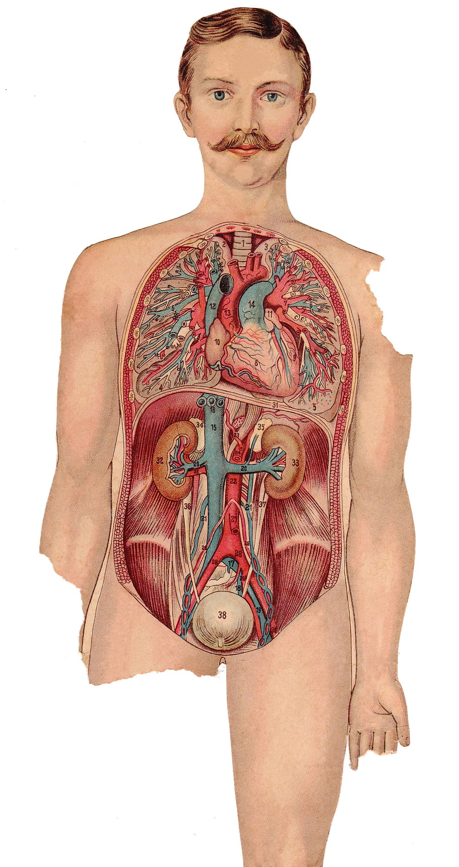 anatomie, Lidské tělo, Vnitřní orgány, Vintage ilustrace, lékařský diagram, srdce, plíce, ledviny, Zažívací ústrojí, knír, muž