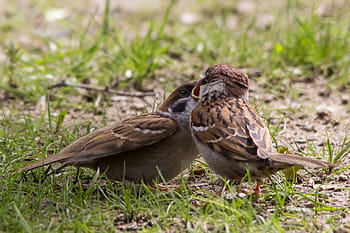 burung pipit pohon eropa, makanan, keturunan, taman, kanon 60d, Sigma 150-500mm, kongsberg, Norway, montanus pelintas, burung, margasatwa