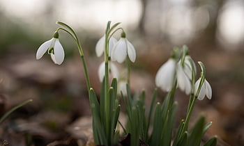 Märzenbecher, la nature, perce neige, leucojum vernum, printemps, macro, amaryllidaceae, fruehlingsknotenblume, blanc, idyllique, plante