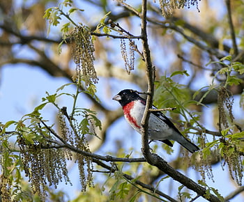 naik grosbeak breasted, alam, burung penyanyi, grosbeak, burung