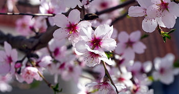 almond Tree, flowers, spring, branch, petals, blossom, beautiful Flowers, bloom, almond Blossom, flower Wallpaper, tree