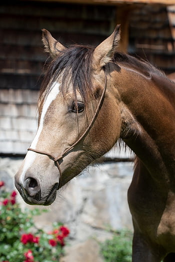 caballo, animal, equinos, cabeza, retrato, ecuestre, granja, animal de granja, patio de la granja, Caballo marrón, fauna silvestre