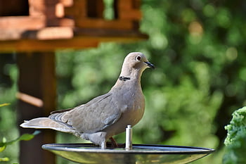 pták, krůtí holub, holubice, ornitologie, druh, fauna, volně žijících živočichů, zobák, zvíře, hledá jídlo, peří