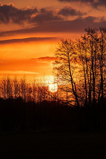 sunset, silhouette, trees, backlit, vibrant, sky, nature, landscape, evening, orange, clouds
